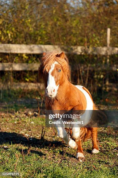 germany, baden-wuerttemberg, hohenlohe, minishetty pony, equus ferus caballus, skewbald horse, stud galloping - skewbald stock pictures, royalty-free photos & images