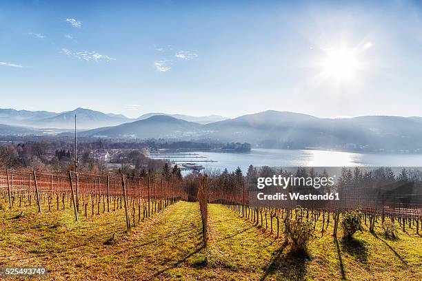 austria, carinthia, klagenfurt, vineyard at woerthersee - ヴェルターゼー ストックフォトと画像