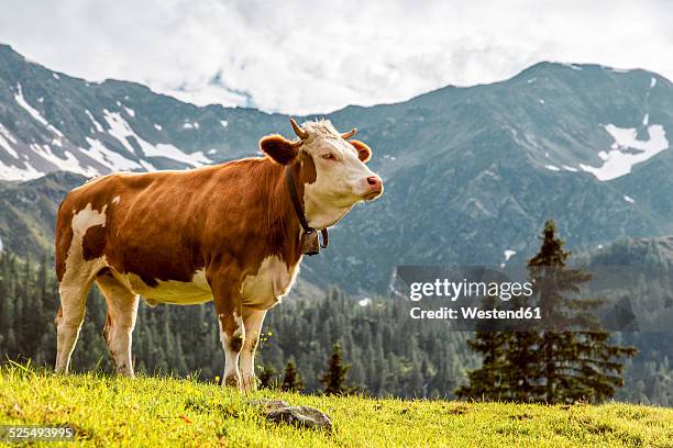 austria, carinthia, fragant, cow on alpine pasture - cow stock-fotos und bilder