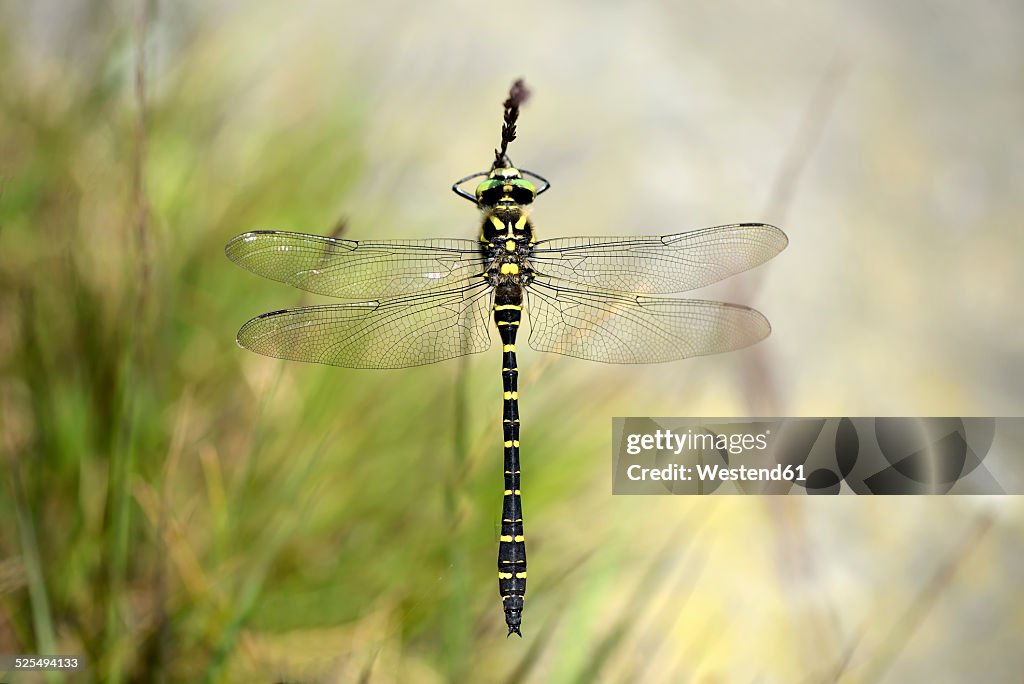 England, Golden-ringed Dragonfly, Cordulegaster boltonii