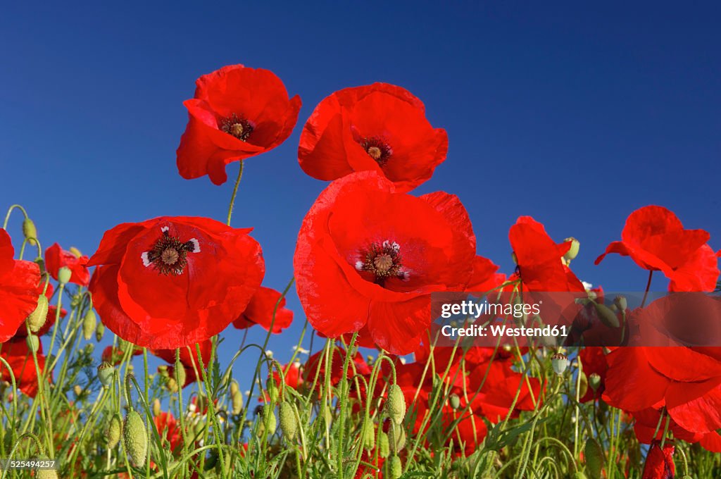 Common Poppies, Papaver rhoeas, in front of blue sky