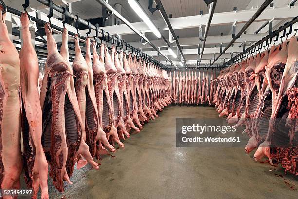sides of pork in cold store of a slaughterhouse - cold storage room stock pictures, royalty-free photos & images