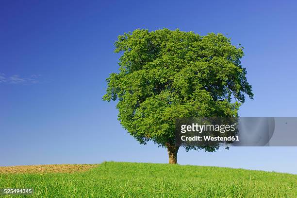 single beech tree on a meadow in front of blue sky - deciduous tree stock-fotos und bilder