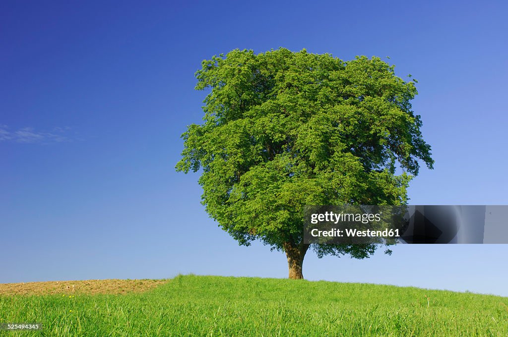 Single beech tree on a meadow in front of blue sky
