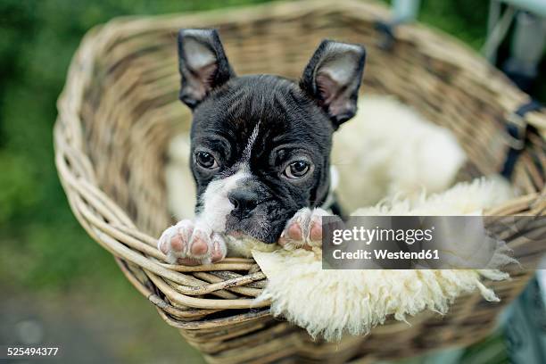 germany, rhineland-palatinate, boston terrier, puppy lying in a dog basket - boston terrier stock pictures, royalty-free photos & images