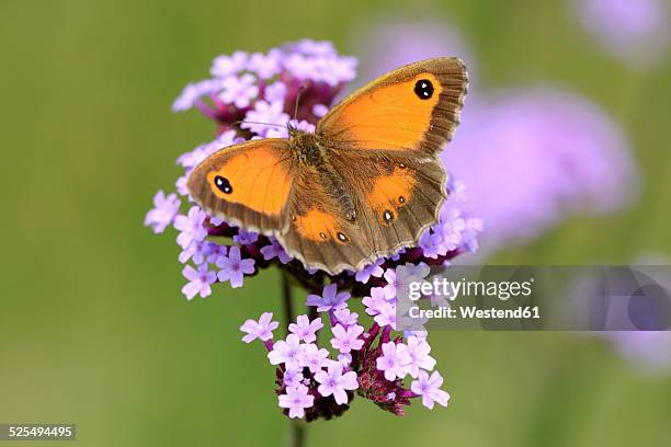 gatekeeper, pyronia tithonus, with sread wings - orange butterfly stock pictures, royalty-free photos & images