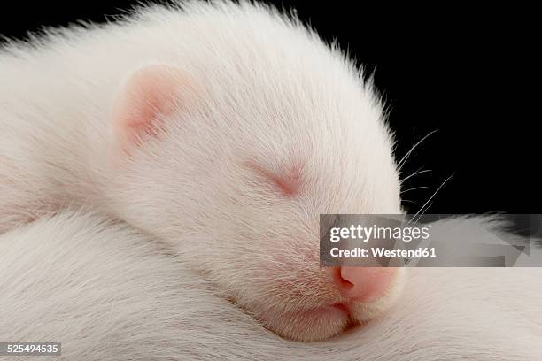 ferrets, mustela putorius furo, sleeping - white ferret stock pictures, royalty-free photos & images