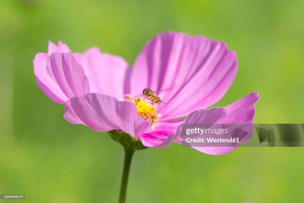 Mexican aster, Cosmea, with hoverfly, Syrphidae