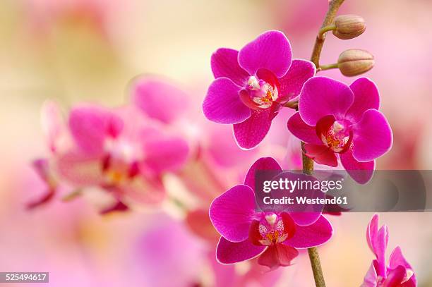 pink blossoms of orchid, phalaenopsis, close-up - moth orchid ストックフォトと画像