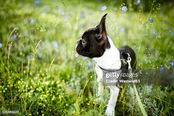 germany, rhineland-palatinate, boston terrier, puppy standing on meadow - boston terrier stockfoto's en -beelden