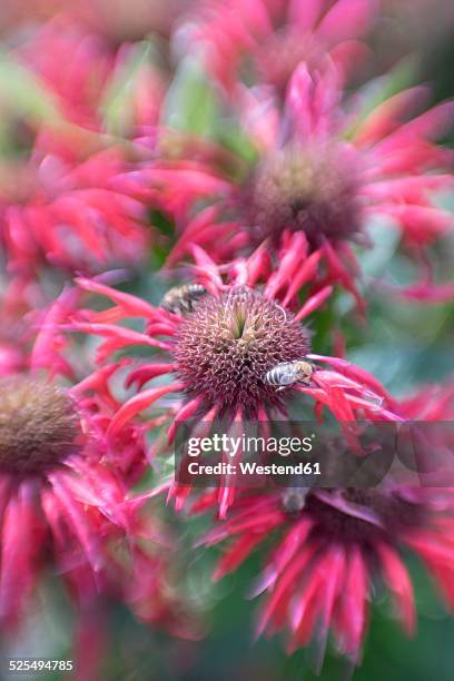 germany, crimson beebalm, monarda didyma and beens - monada stock-fotos und bilder