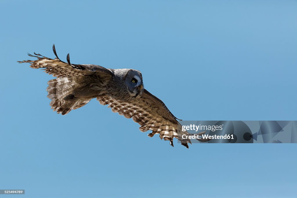 Great grey owl, Strix nebulosa, flying in front of blue sky