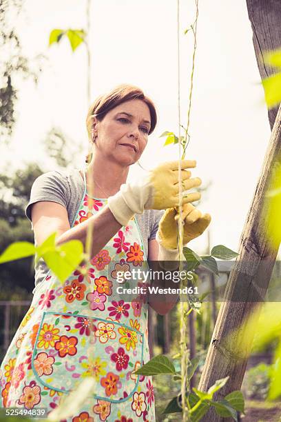 mature woman gardening - creeper stock-fotos und bilder