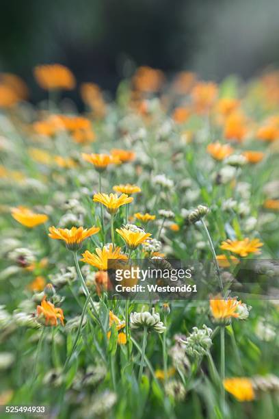 germany, pot marigold, calendula - pot marigold stock pictures, royalty-free photos & images