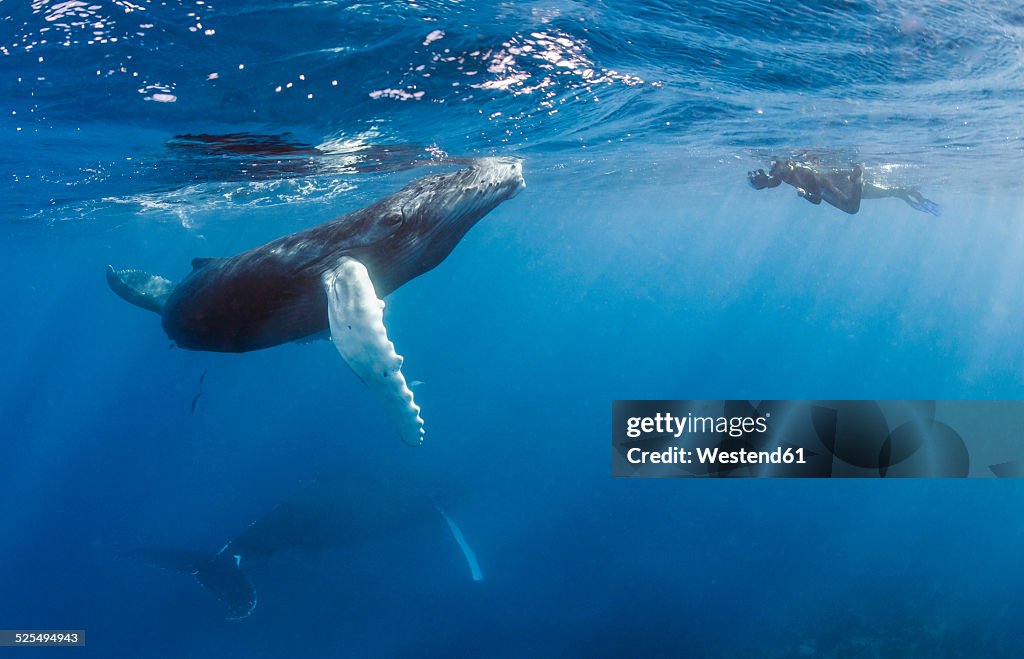 Dominican Republic, Silverbanks, Humpback whales, Megaptera novaeangliae, and divers