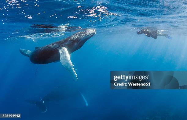 dominican republic, silverbanks, humpback whales, megaptera novaeangliae, and divers - images of whale underwater stock pictures, royalty-free photos & images