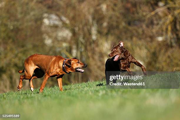 Bloodhound X Rhodesian Ridgeback 63 Bloodhound Running Stock Photos, High-Res Pictures, and Images ...