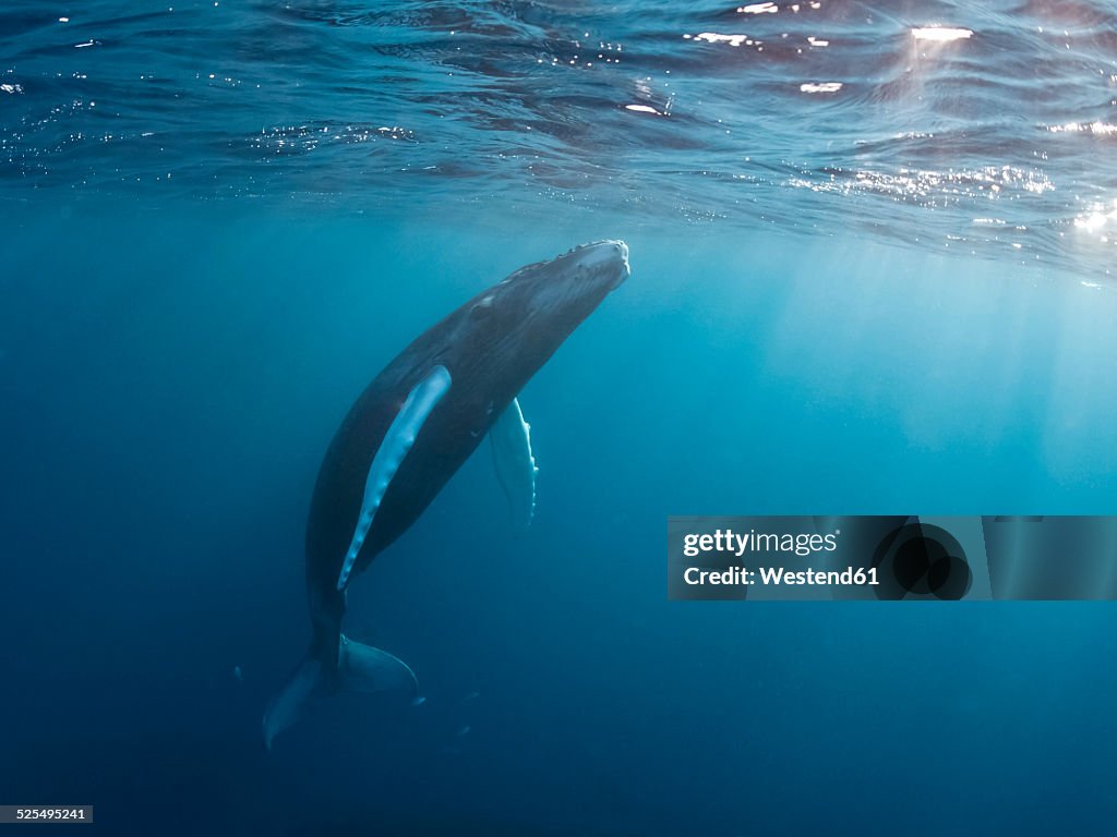 Dominican Republic, Silverbanks, Humpback whale, Megaptera novaeangliae