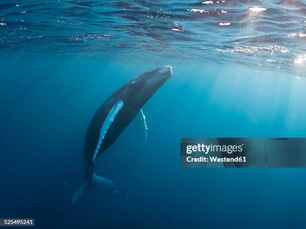 dominican republic, silverbanks, humpback whale, megaptera novaeangliae - humpbacks imagens e fotografias de stock