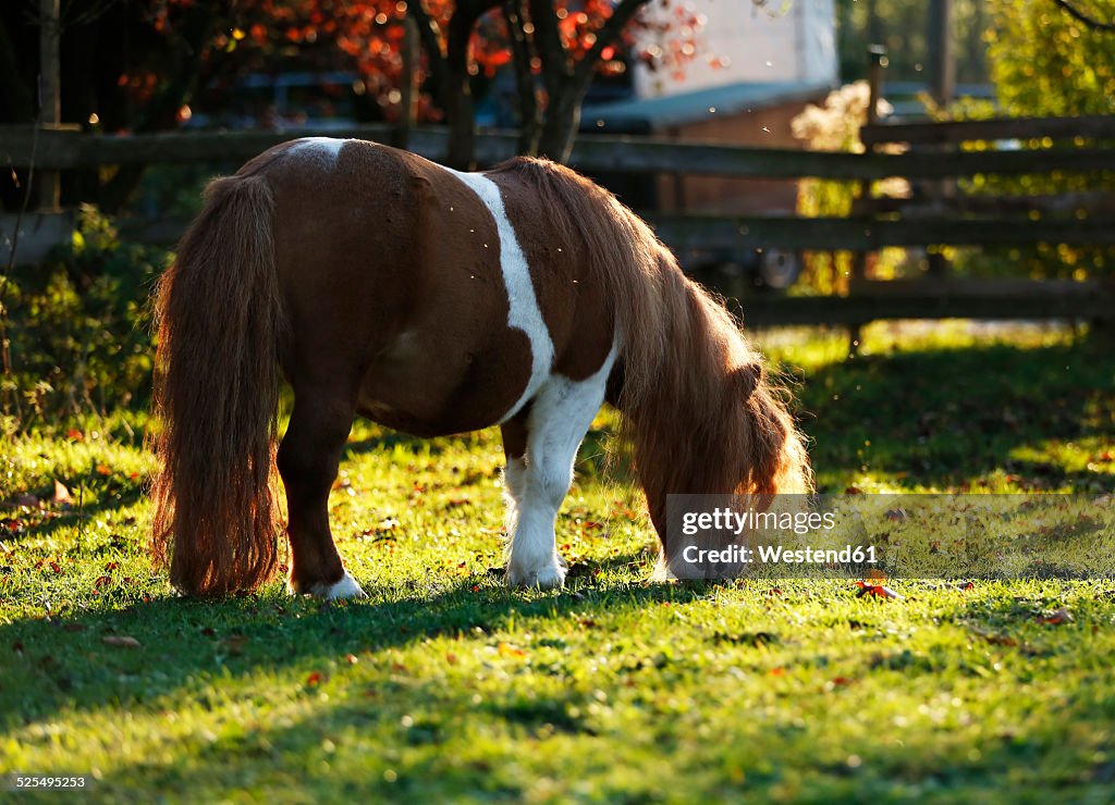 Germany, Baden-Wuerttemberg, Hohenlohe, Minishetty pony, Equus ferus caballus, Skewbald horse, Stud grazing