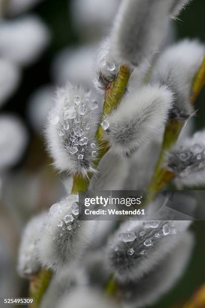pussy willows with ice, close-up - weidenkätzchen stock-fotos und bilder