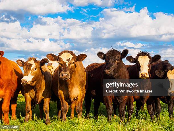 curious young cattle stand in a row - angus cattle head stock pictures, royalty-free photos & images