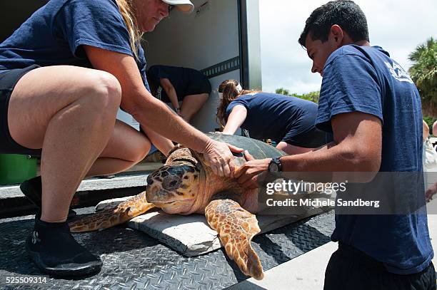 Remove Turtle 40 Seaquarium Beach Stock Photos, High-Res Pictures, and Images - Getty ...