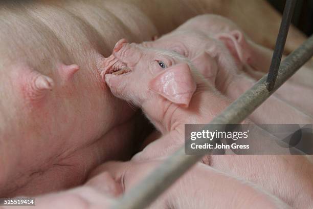 Piglets Axed 490 Nursing Piglets Stock Photos, High-Res Pictures, and Images - Getty ...
