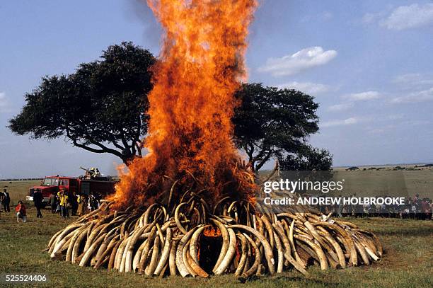 More than twenty tons of Elephant tusks, captured from poachers, are burned to keep the ivory off the international market and to discourage the...