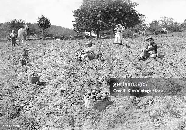 Bushels of potatoes sit in a field during harvest time.