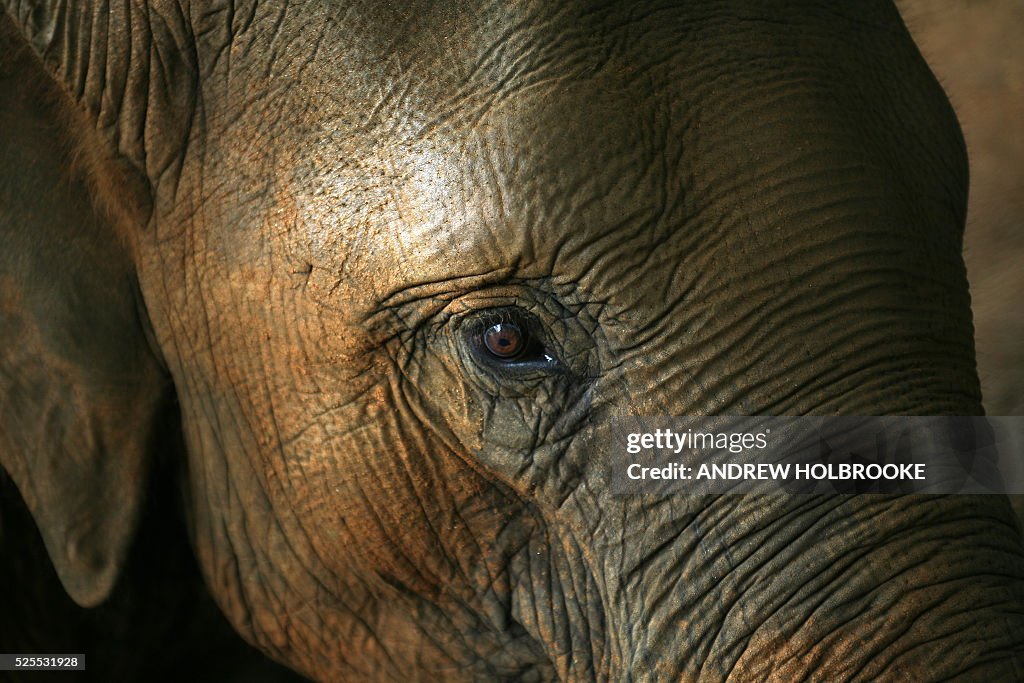 Sri Lanka - Animals - Elephants - Tourism