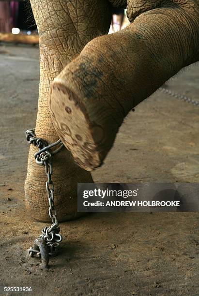 Elephant In Chains Elephant Chained Photos and Premium High Res Pictures - Getty Images