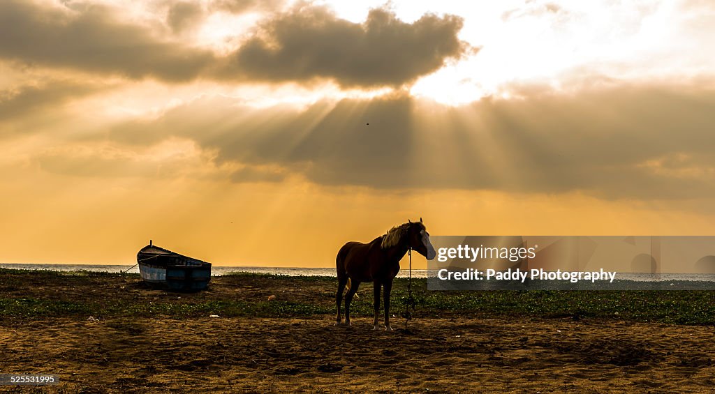 Beach Horse
