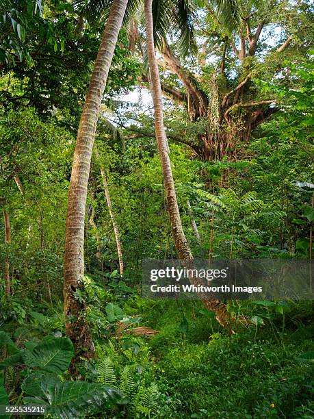 vanuatu forest vegetable garden on tanna island - sandalwood fotografías e imágenes de stock