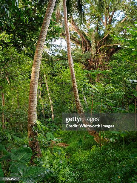 vanuatu forest vegetable garden on tanna island - sandalwood nature stock pictures, royalty-free photos & images