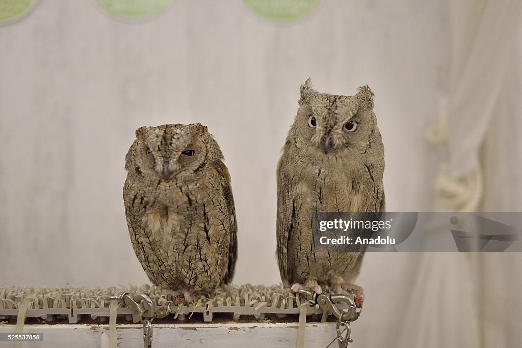 Owl cafe in Tokyo