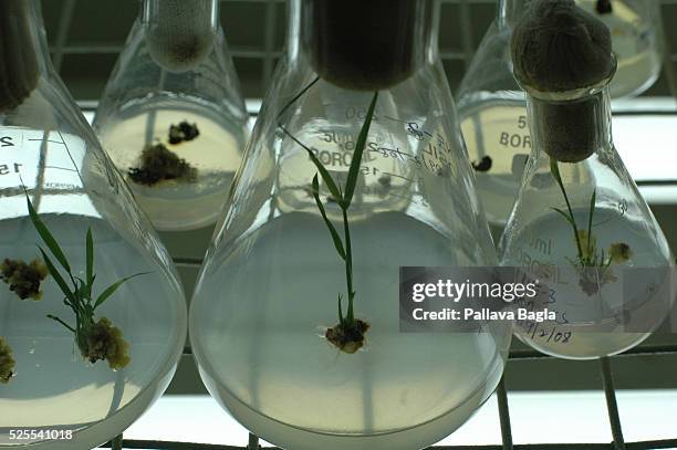Flask Rice Modern Green Glass Globe Photos and Premium High Res Pictures - Getty Images