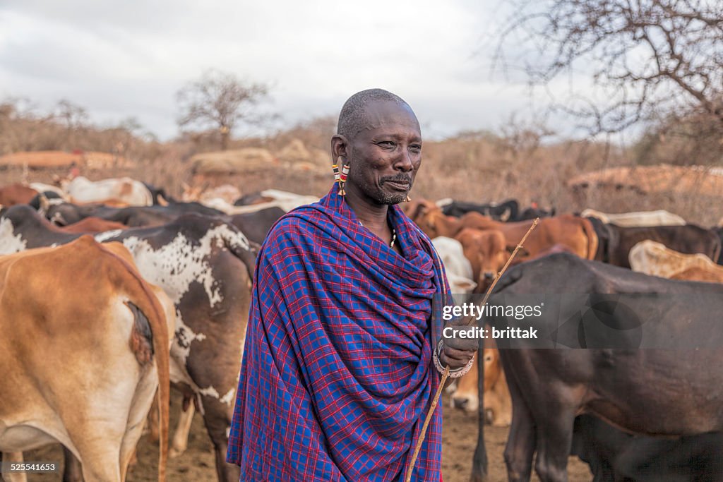 Maasai elder with cattle in village.