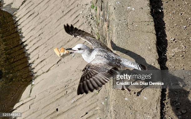 the seagull takes off with a bread piece - black headed gull stock pictures, royalty-free photos & images