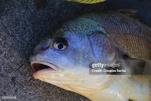 close up of a drum fish (aplodinotus grunniens) - aplodinotus grunniens stock pictures, royalty-free photos & images