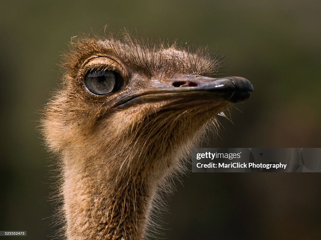 Ostrich