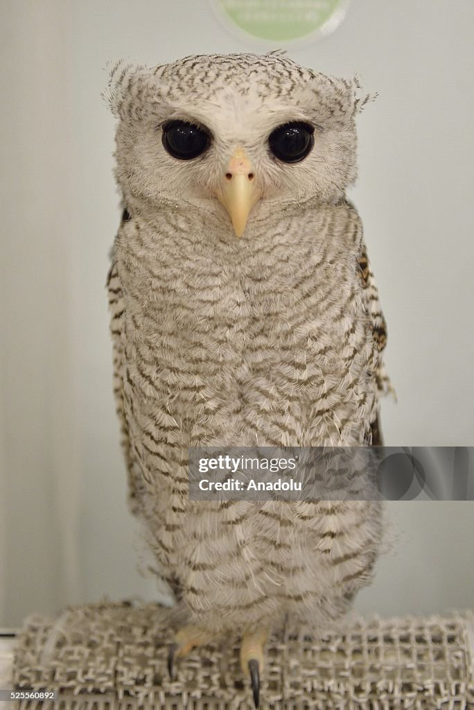 Owl cafe in Tokyo