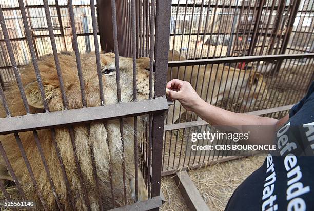 African lions born in captivity in Peru rest on April 27, 2016 caged in a containment area in Puente Piedra, northern skirts of Lima, prior to be...