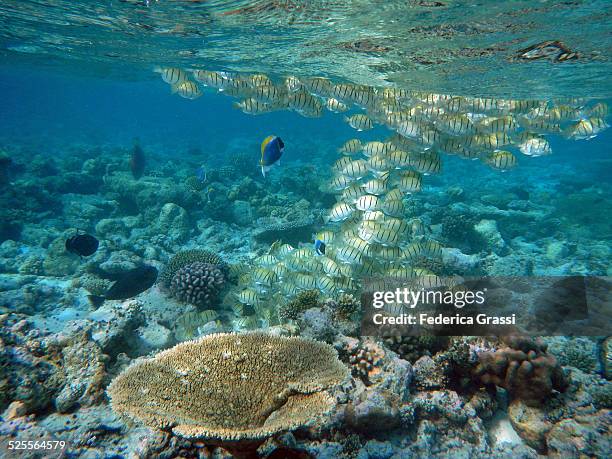 a school of convict surgeonfish - convict surgeonfish stock pictures, royalty-free photos & images