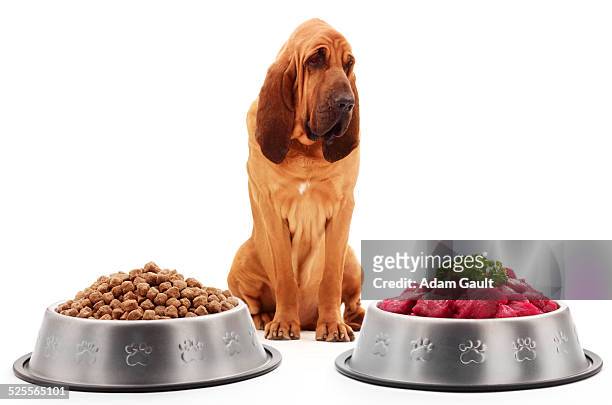 bloodhound dog with food - gamelle pour animaux de compagnie photos et images de collection