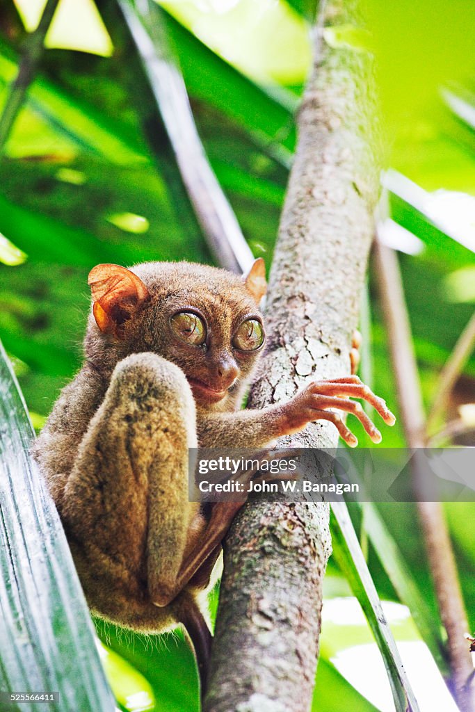 Tarsier, Bohol, Phillipines