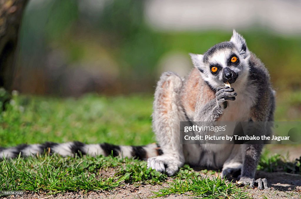 Eating ring-tailed lemur