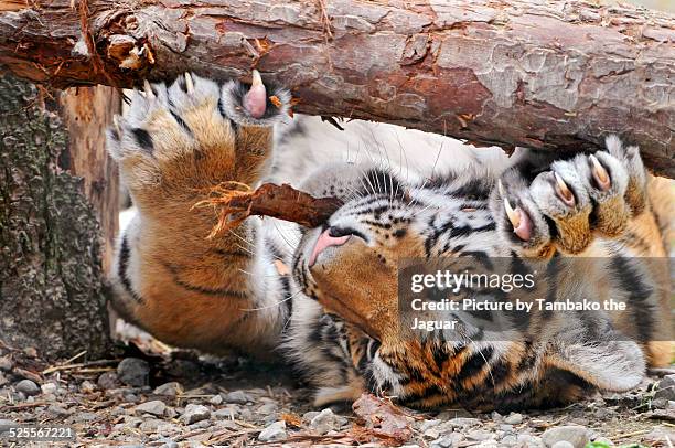 tiger on the back with branch - garra fotografías e imágenes de stock