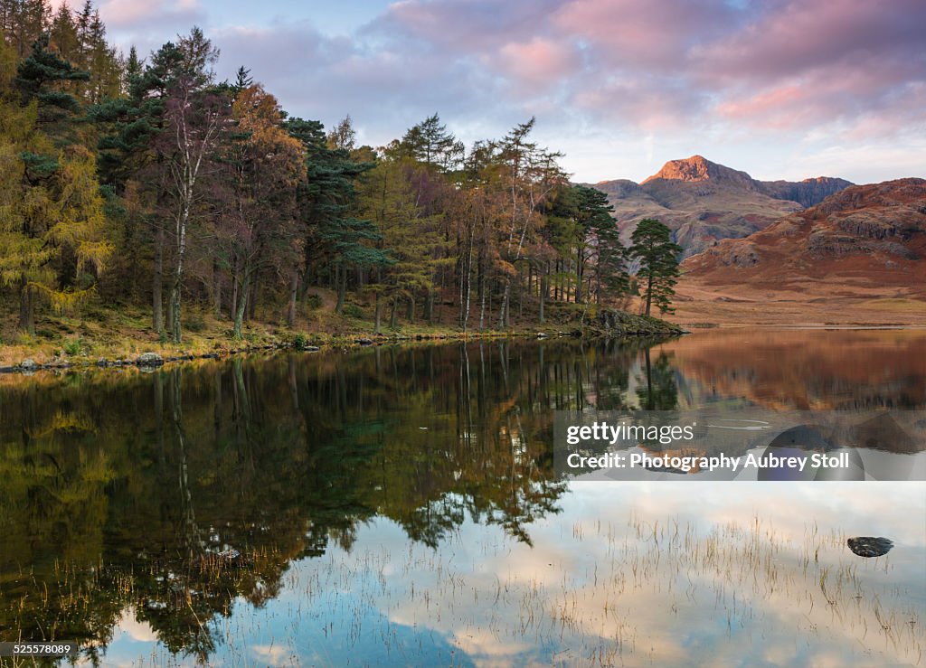 Trees at Blea Tarn