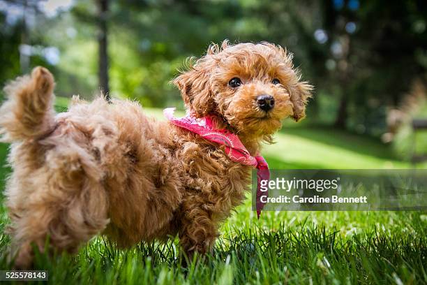 a puppy stands in a grassy field - toy poodle stock pictures, royalty-free photos & images